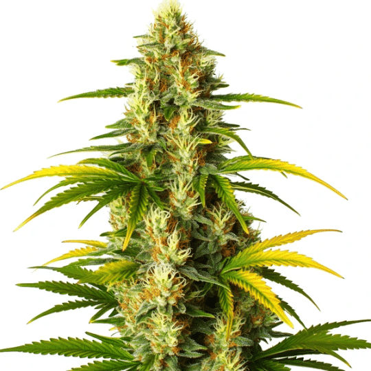 GMO Fast Version Seeds