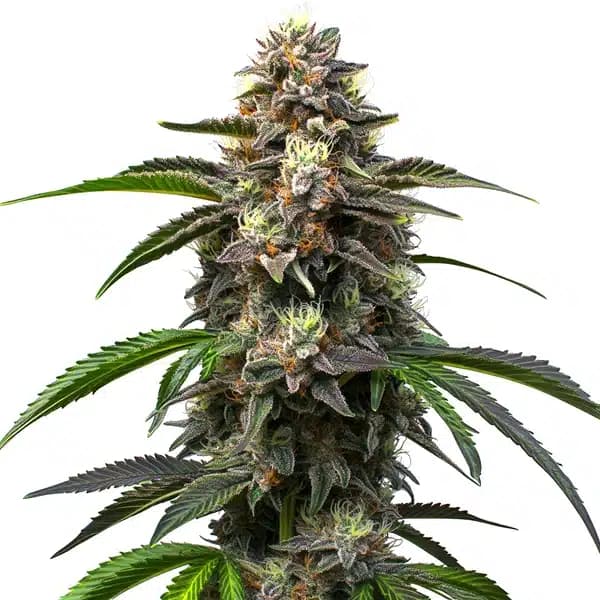 Godfather OG Auto Seeds