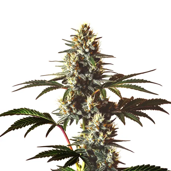 God’s Gift Seeds