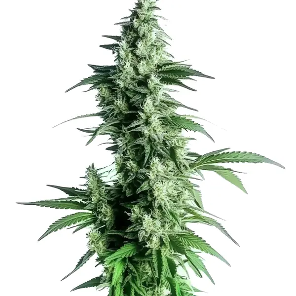 Goji OG Seeds