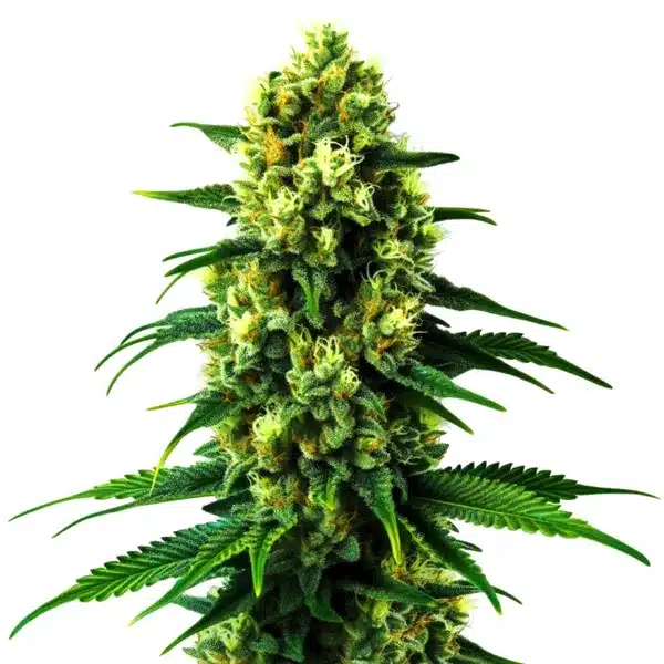 Gold Leaf Auto Seeds