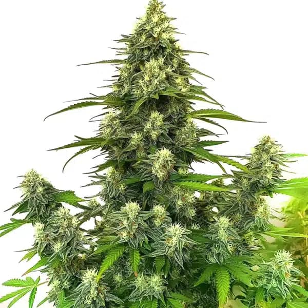 GG4 Autoflower Seeds