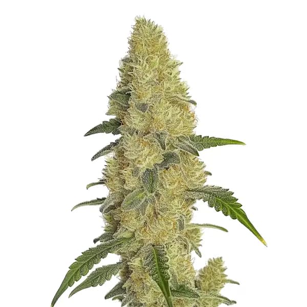 GG4 Fast Version Seeds