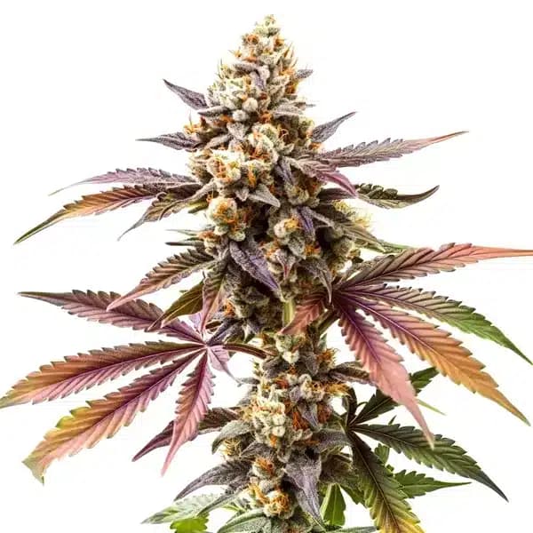 GG4 x Z OG Seeds
