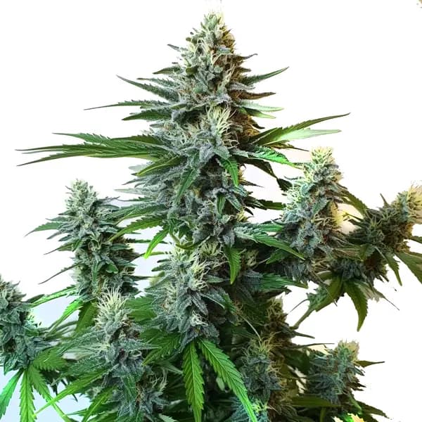 GG Autoflower F1 Seeds