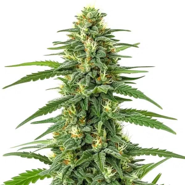 GG Lemon Seeds