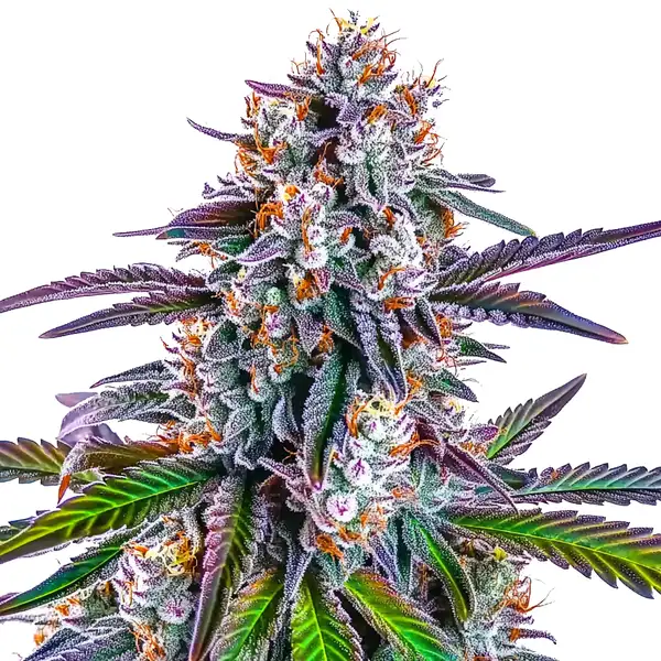GG Purple Seeds