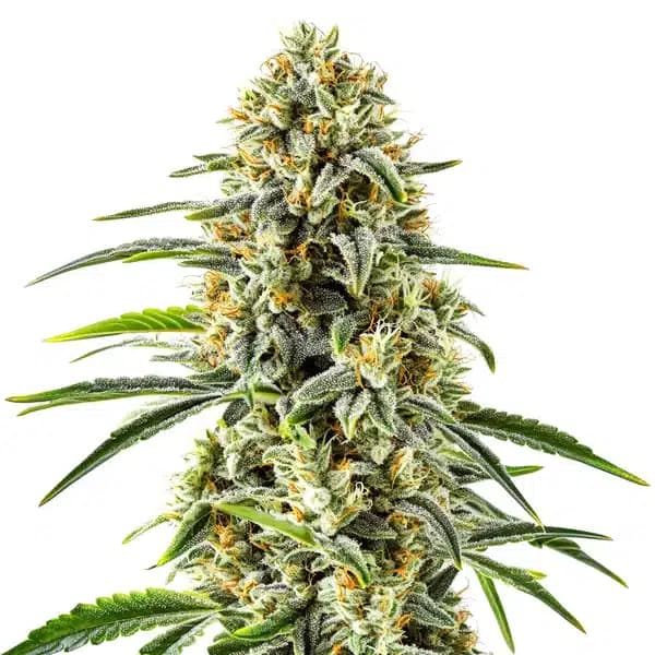 GG x Do-Si-Dos Seeds