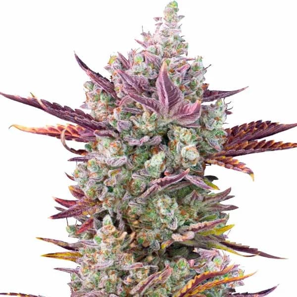 GG x Girl Scout Cookies Seeds