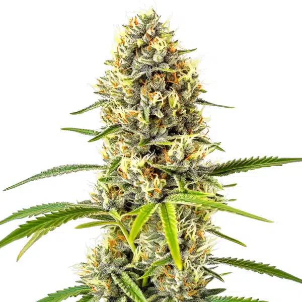 GG x Grapefruit Regular Seeds