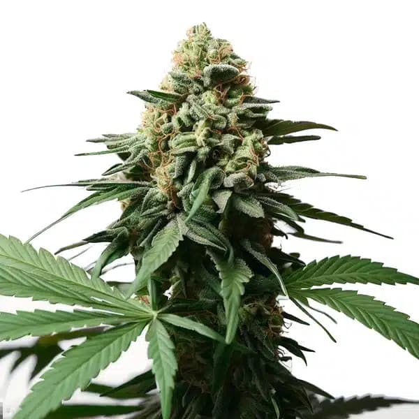 Gorilla Grapefruit Seeds