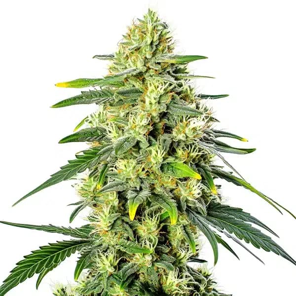 Gorilla Lemon Fire Regular Seeds