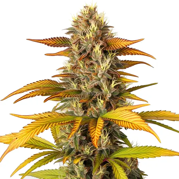 Gorilla Lemon Fire Seeds