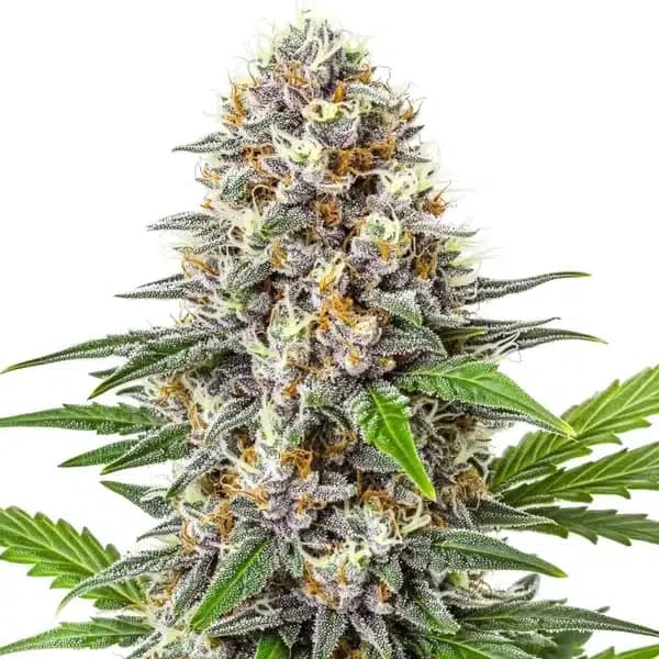 Gorilla Punch Auto Seeds