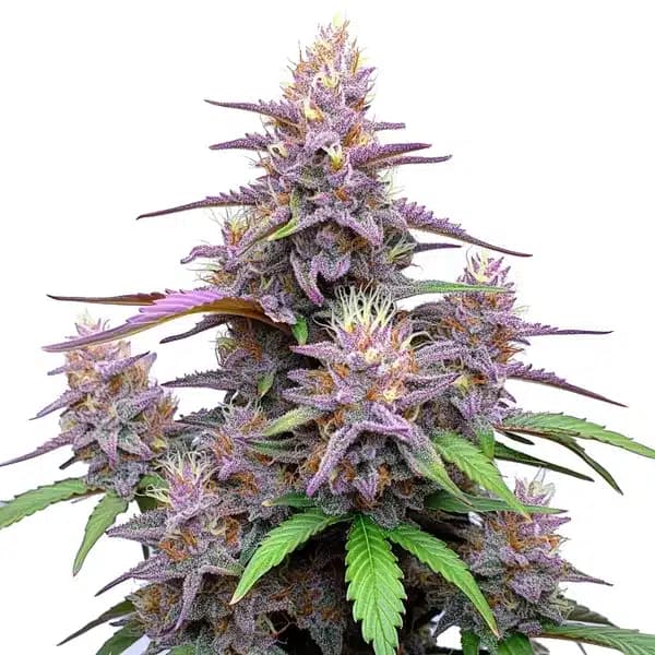 Gorilla Purple Auto Seeds
