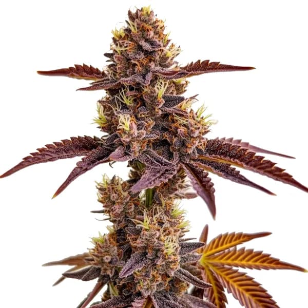 Gorilla Sherbet Seeds