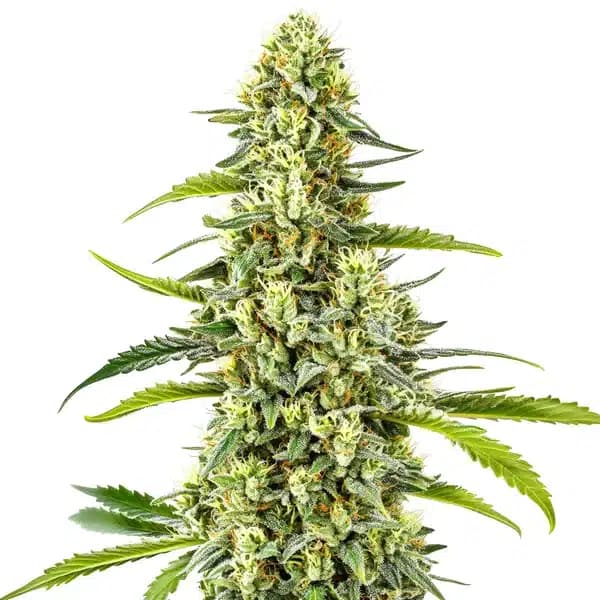 Gorilla x Tangie Regular Seeds