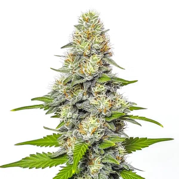 Gorilla x White Widow Seeds