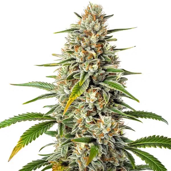 Gorilla x Z OG Regular Seeds