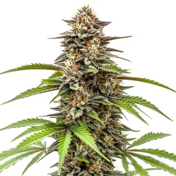 Gorilla x Z OG Auto Seeds