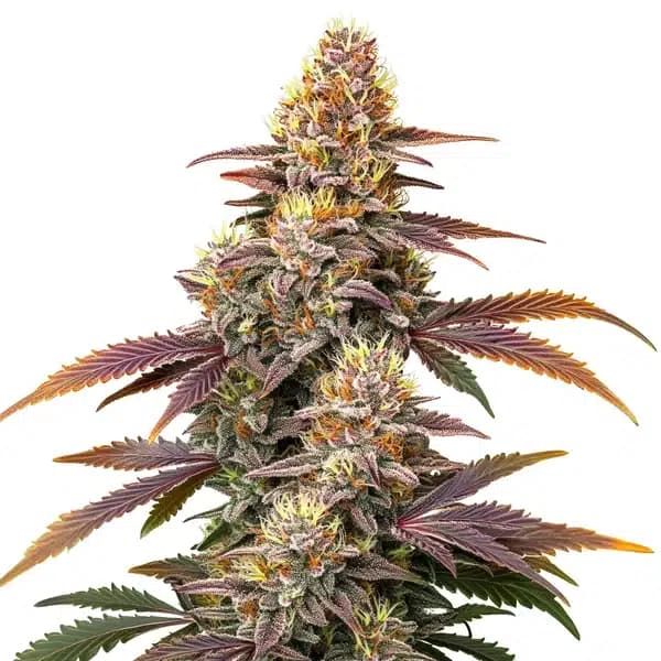 Gorilla x Zookies Auto Seeds