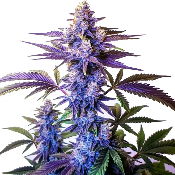Grand Daddy Purple Fast Version Seeds