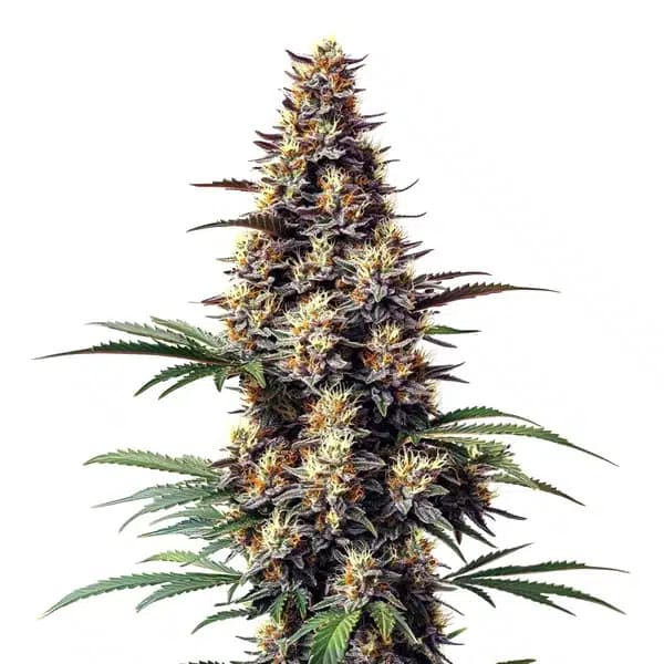 Grandaddy Black Seeds