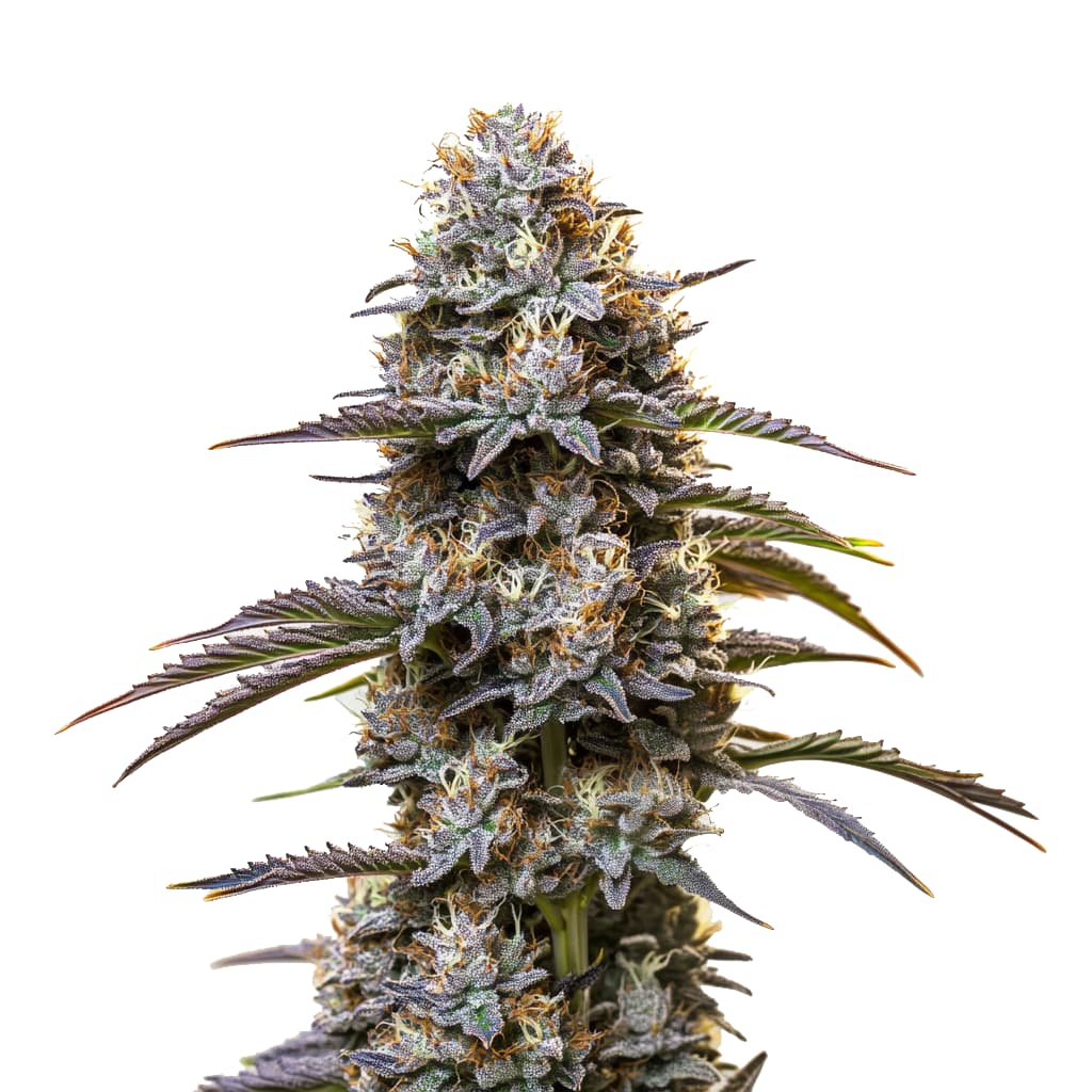 Granddaddy Purple Auto Seeds