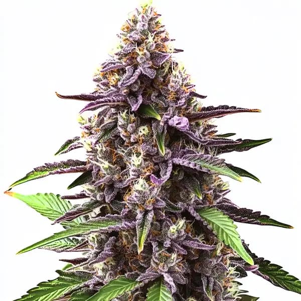 Grandaddy Purple Regular Seeds