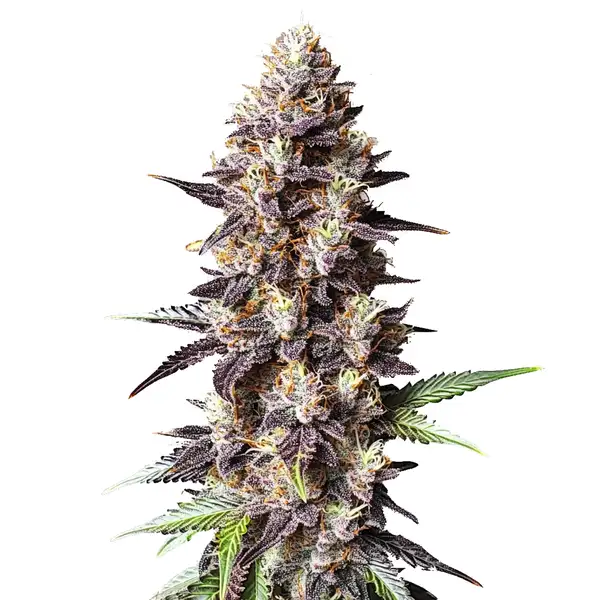 Grandaddy Purple x Bruce Banner Seeds