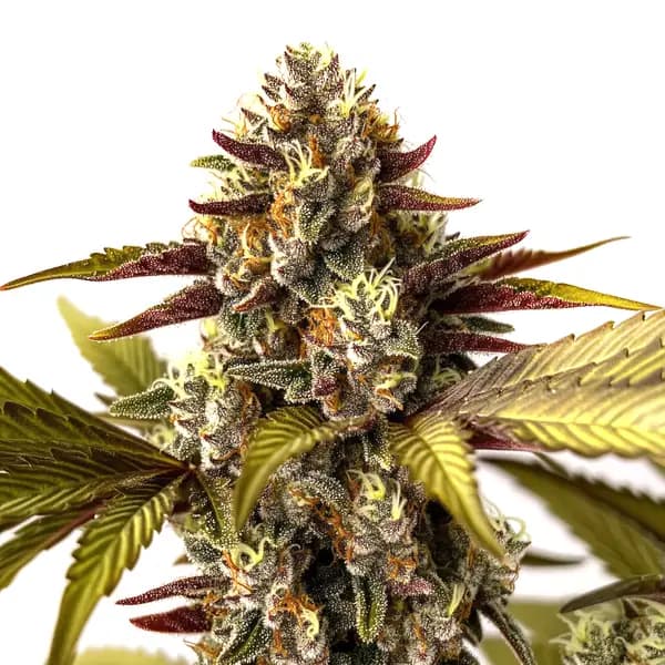Grandaddy Purple x Do-Si-Dos Seeds