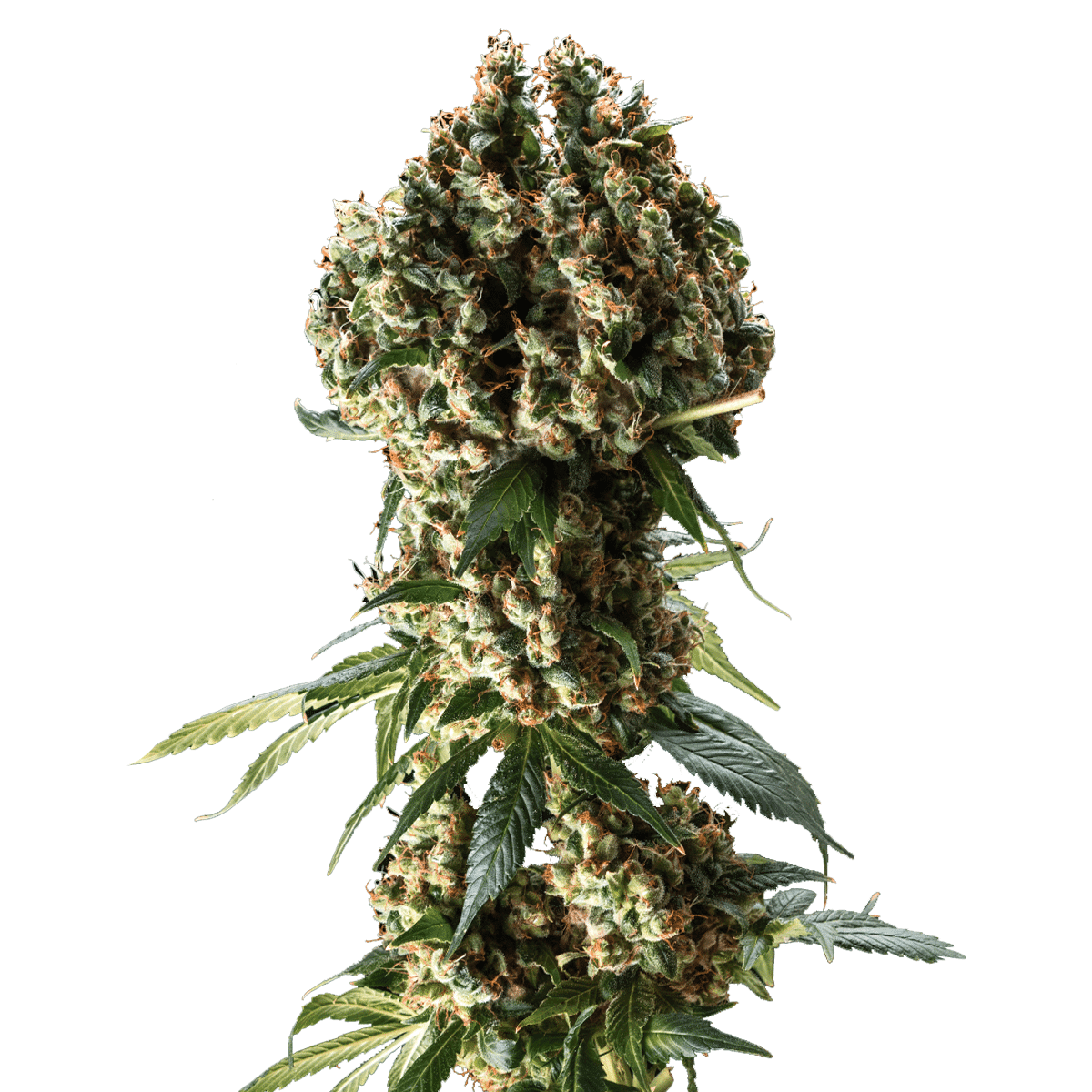 Granddaddy Purple Seeds