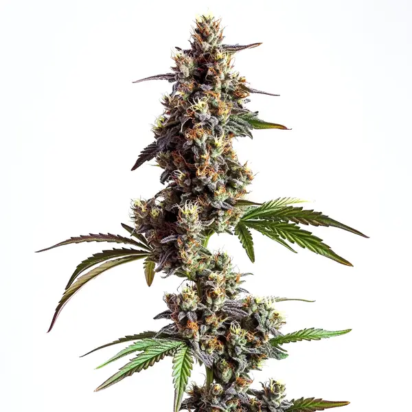 Grandaddy x Bruce Banner Regular Seeds