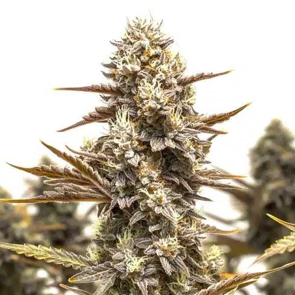 Granddady Gorilla Autoflower Seeds