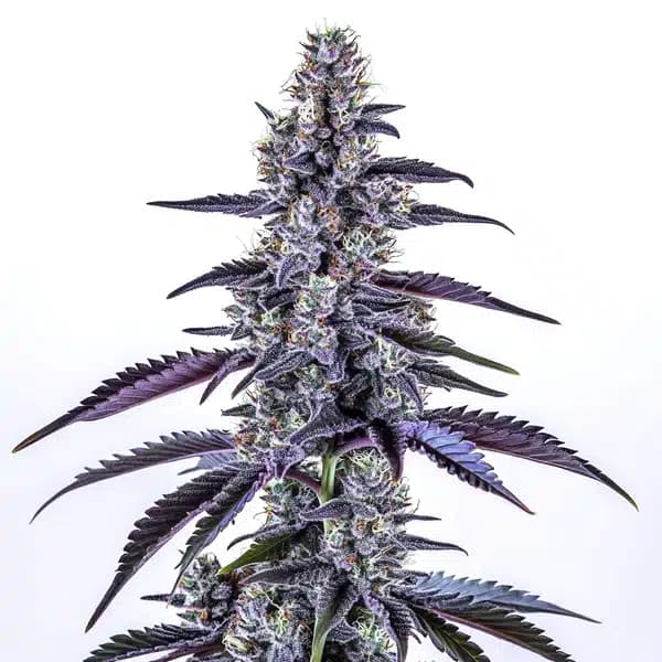 Grape Ape Autoflower Seeds