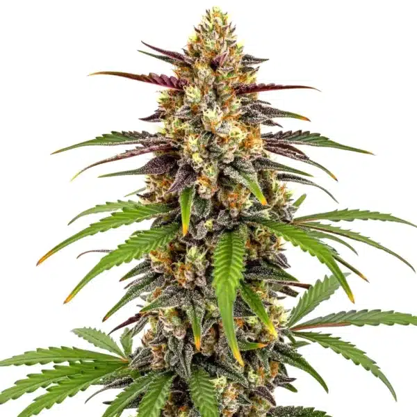 Grape Fruit Fast Version Seeds