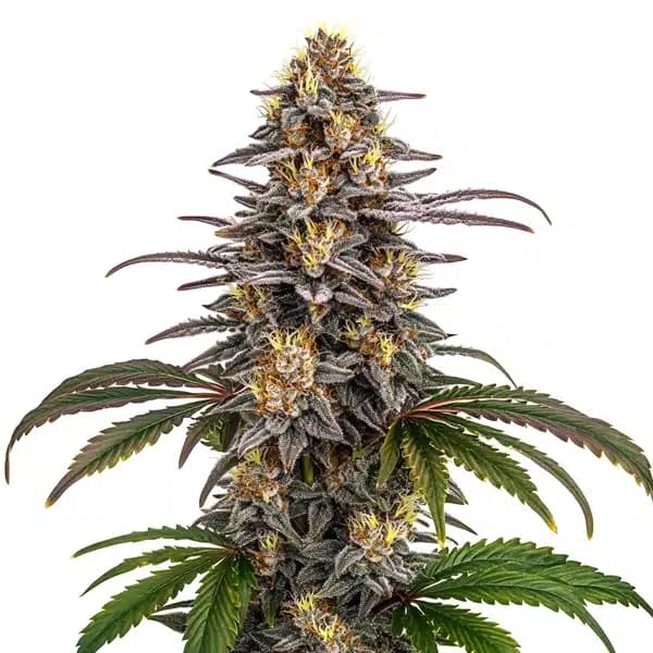 Grape Gas Cannabis Extraction Seeds