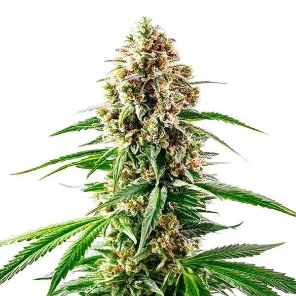 Grape Killer 99 Seeds