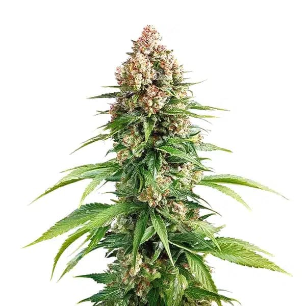 Grape Killer Fast Version Seeds