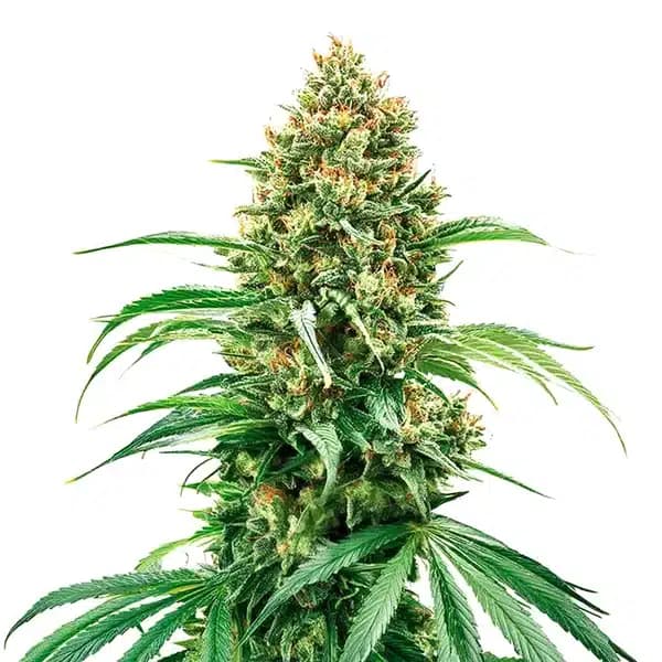 Grape Killer Haze Auto Seeds
