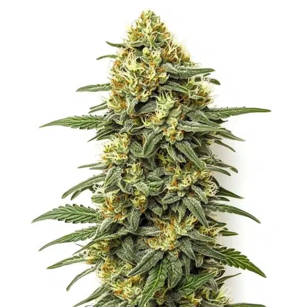 Grapefruit Regular Seeds