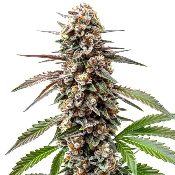Grapefruit Seeds