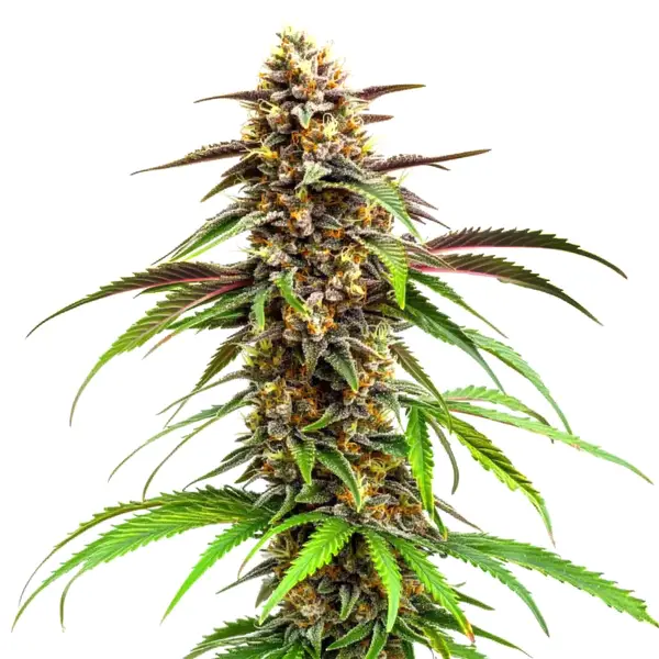 Grease Monkey Seeds