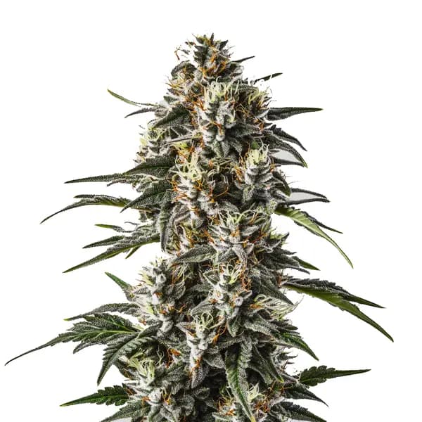 Great White Shark Seeds