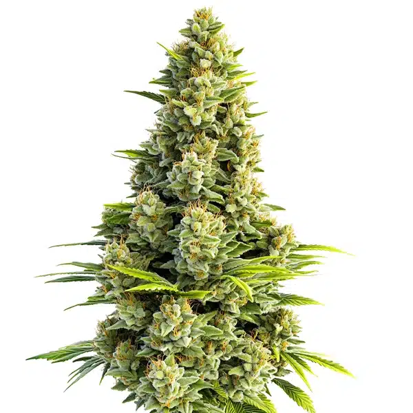 Great White Shark Autoflower Seeds