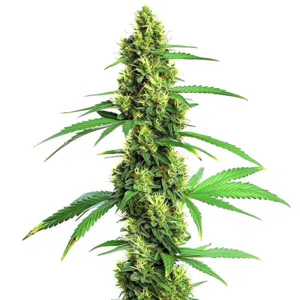Green Crack Fast Version Seeds