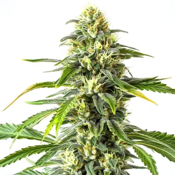 Green Crack x AK47 Seeds