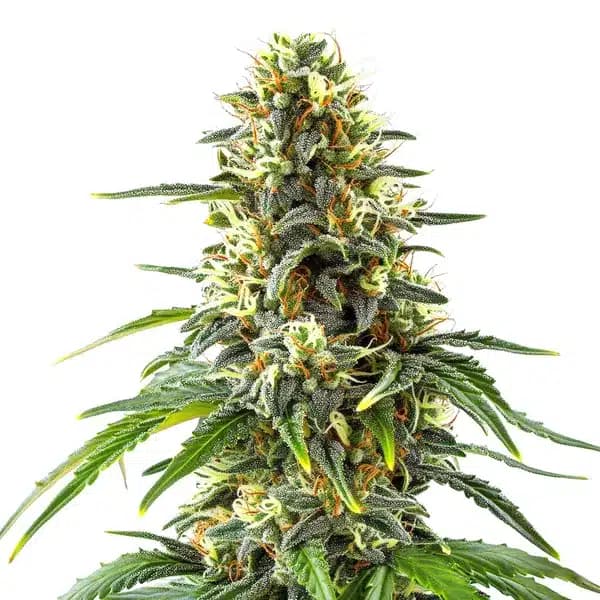 Green Crack x Amnesia Haze Seeds