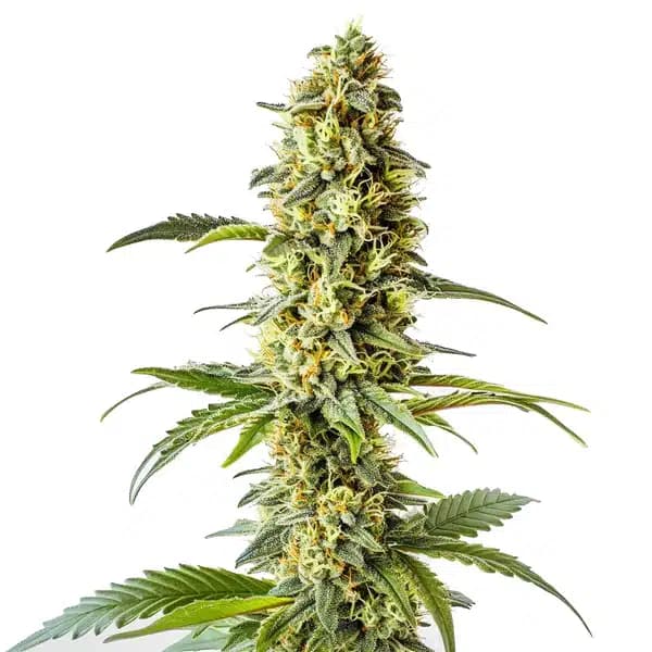 Green Crack x Core Seeds