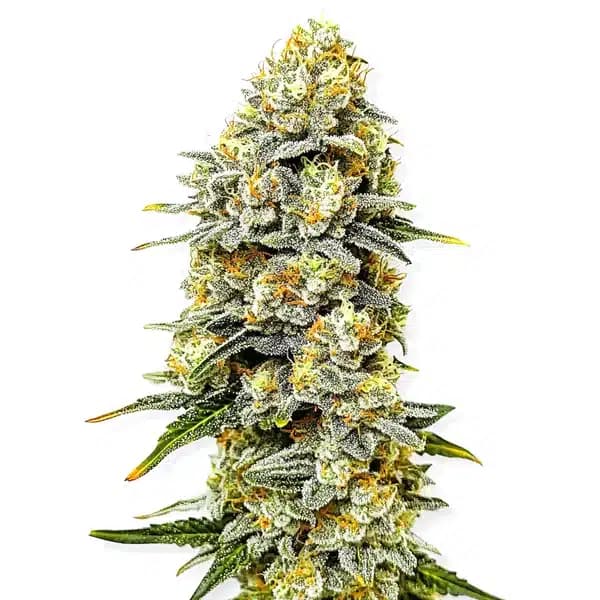 Green Crack x Do-Si-Dos Seeds
